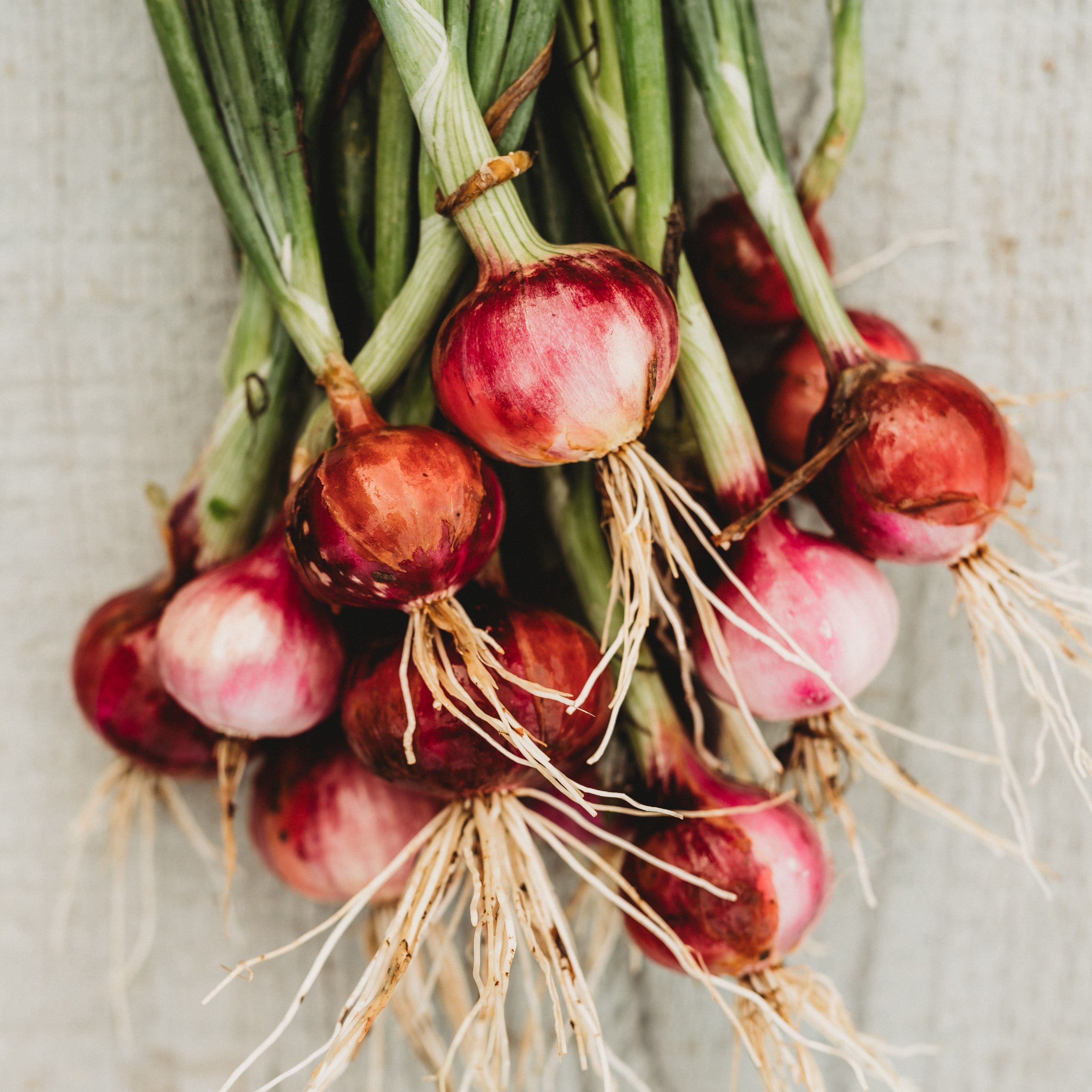 Thresh Seed Co. Creole Onion