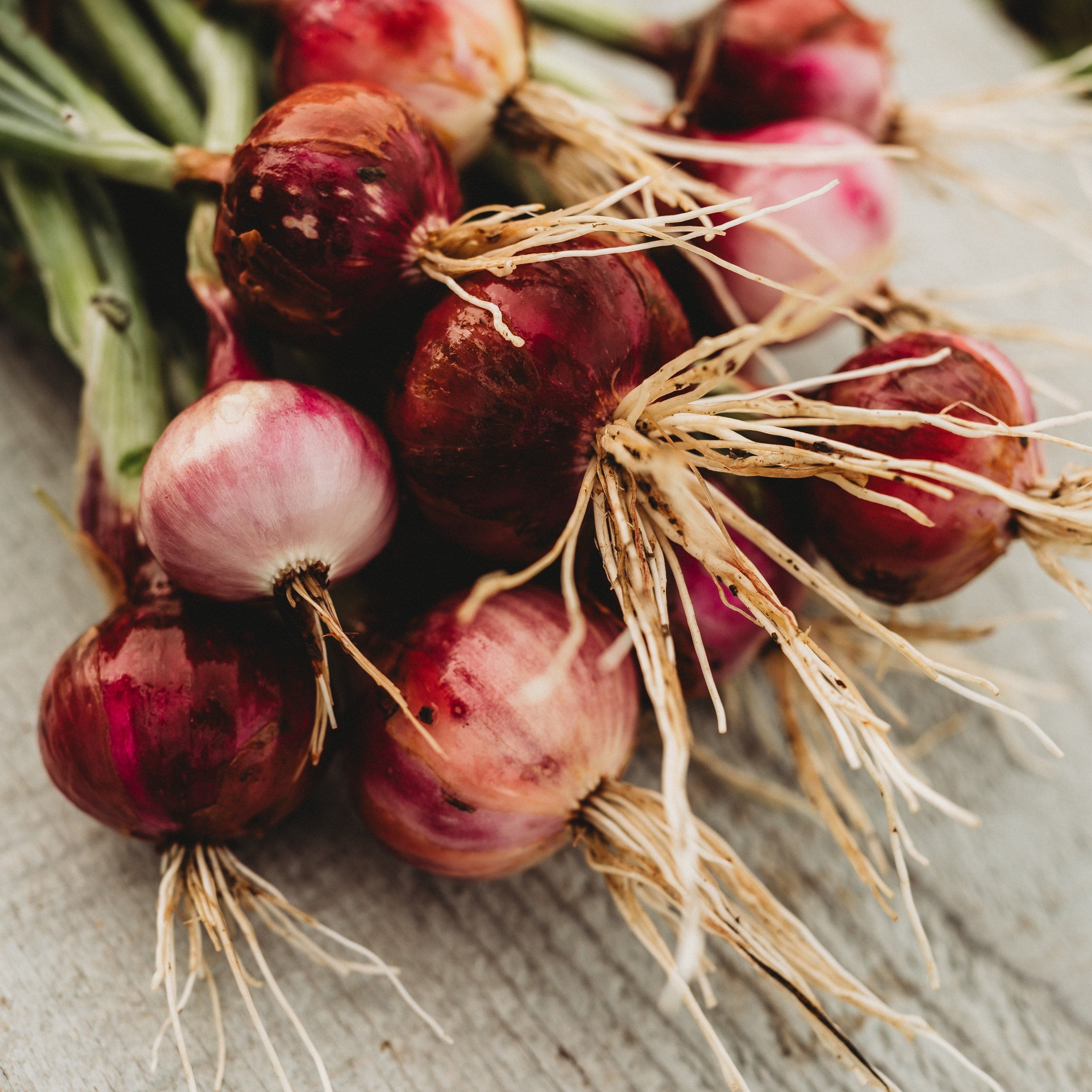 Thresh Seed Co. Creole Onion - Thumbnail 3