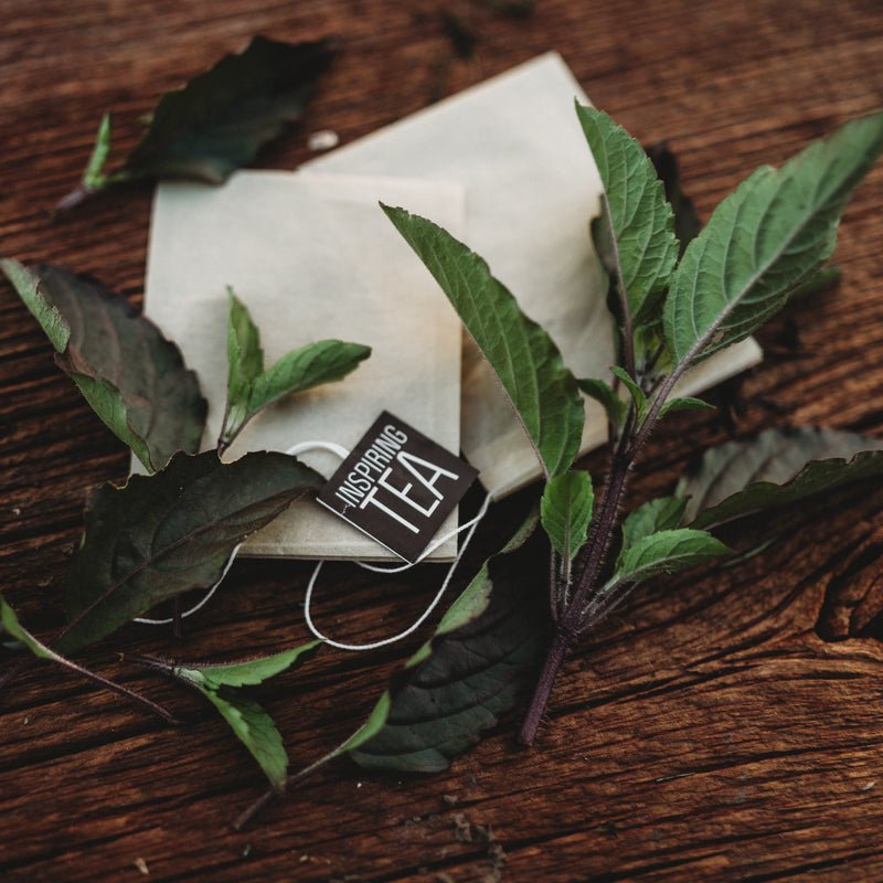 Red Holy Basil (Tulsi)