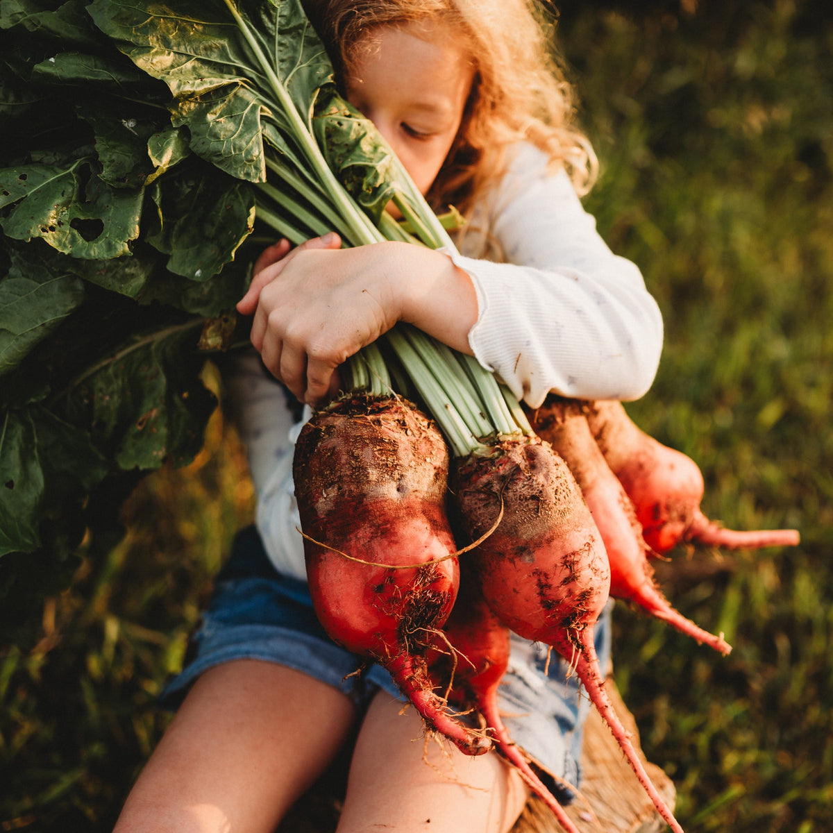Red Mangelwurzel Fodder Beet