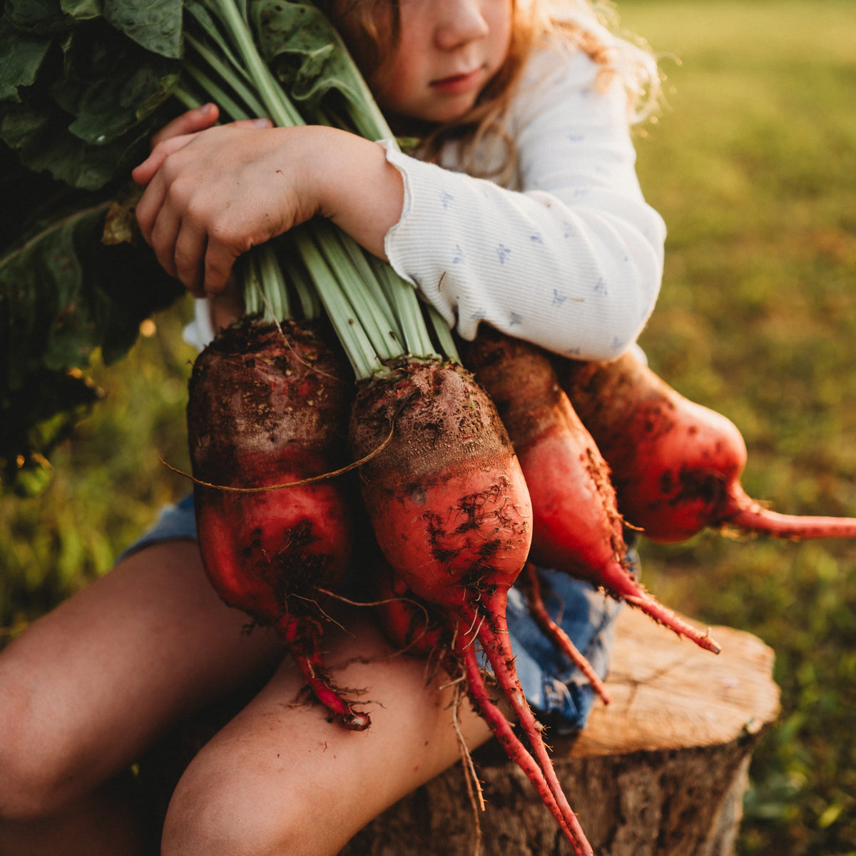 Red Mangelwurzel Fodder Beet
