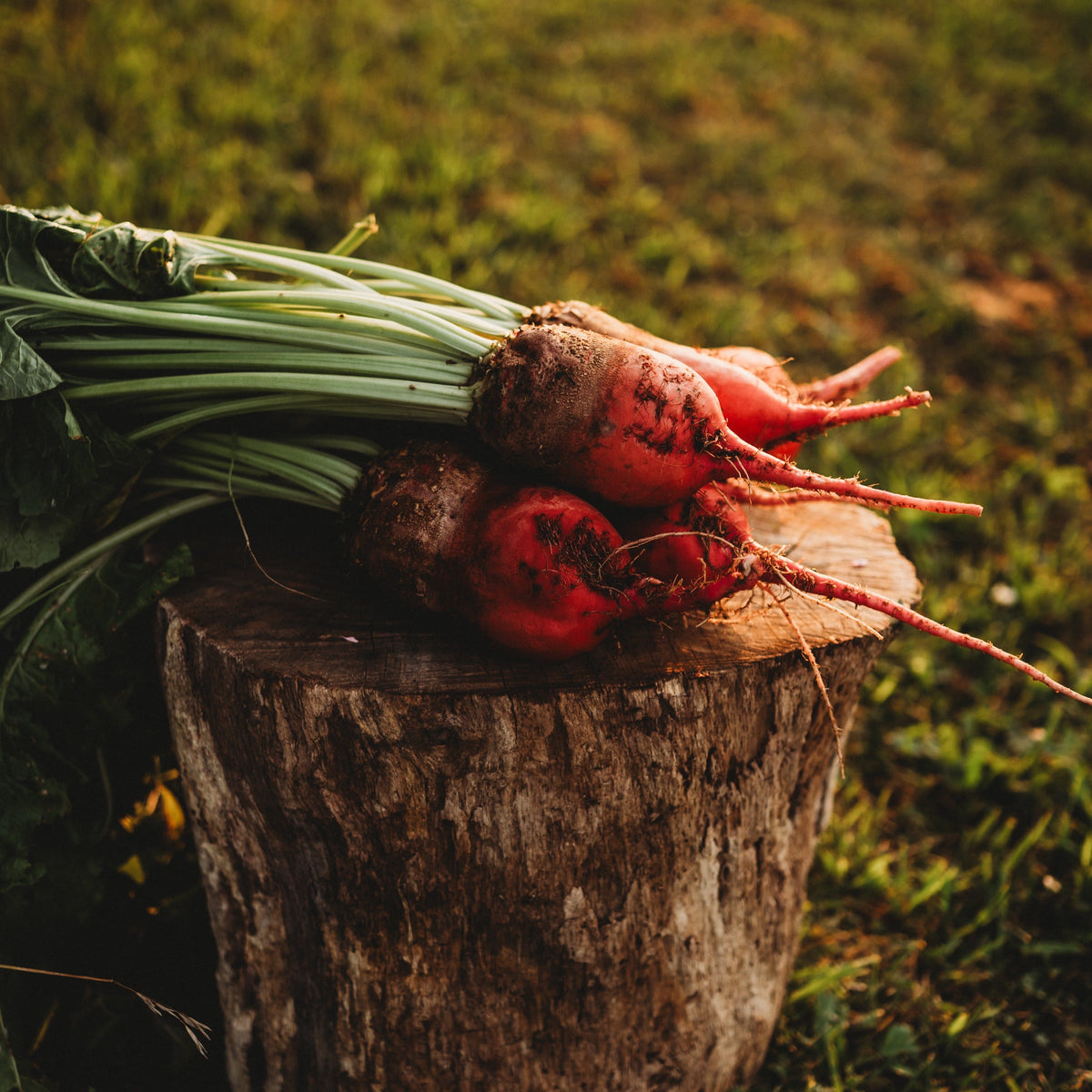 Red Mangelwurzel Fodder Beet