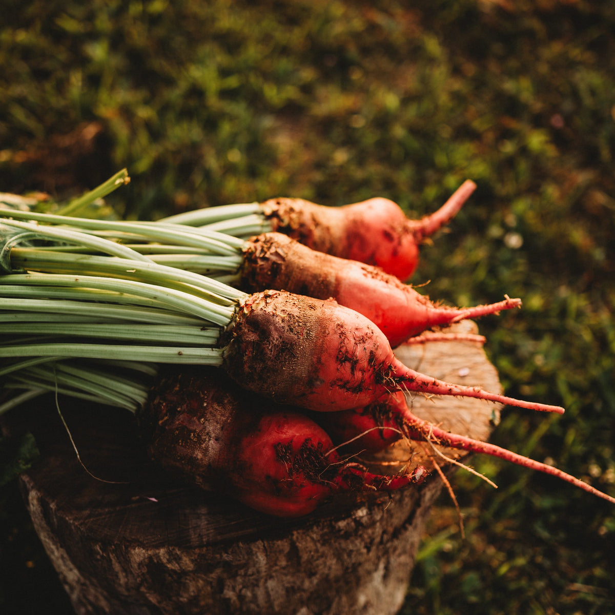 Red Mangelwurzel Fodder Beet