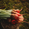 Red Mangelwurzel Fodder Beet