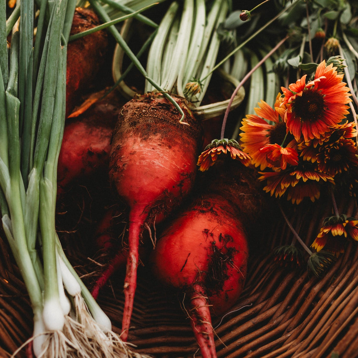 Red Mangelwurzel Fodder Beet