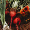 Red Mangelwurzel Fodder Beet