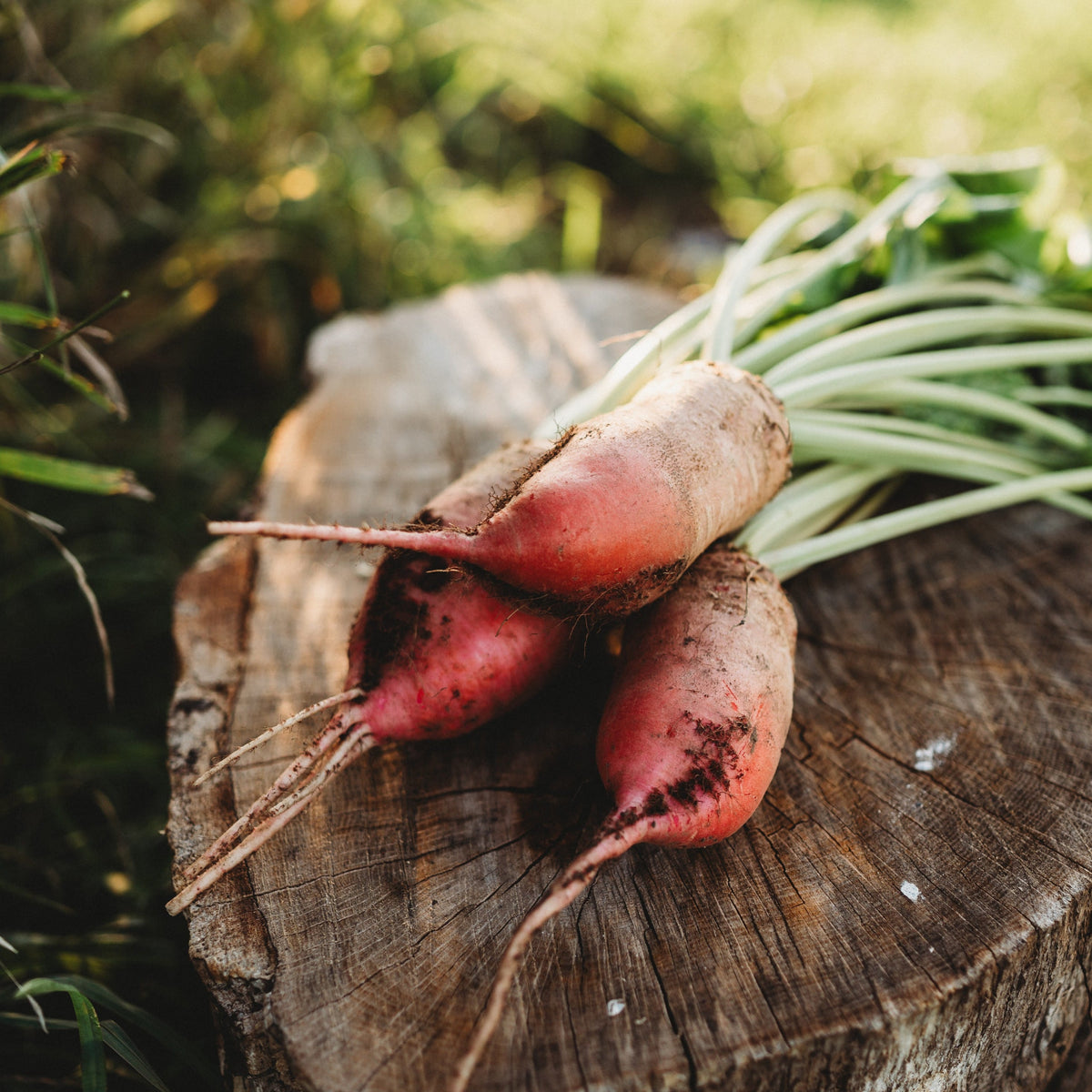 Red Mangelwurzel Fodder Beet