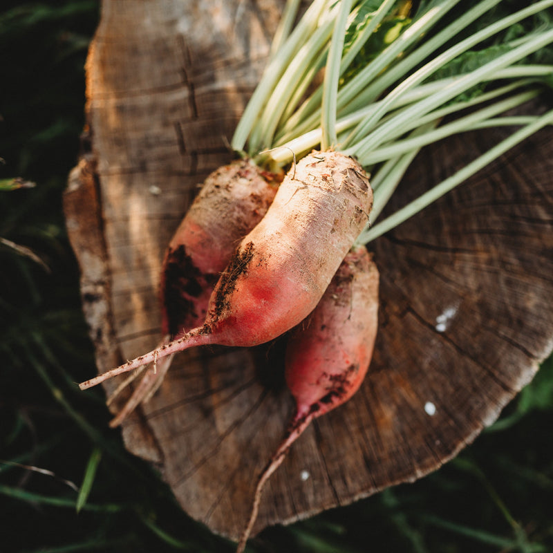 Red Mangelwurzel Fodder Beet