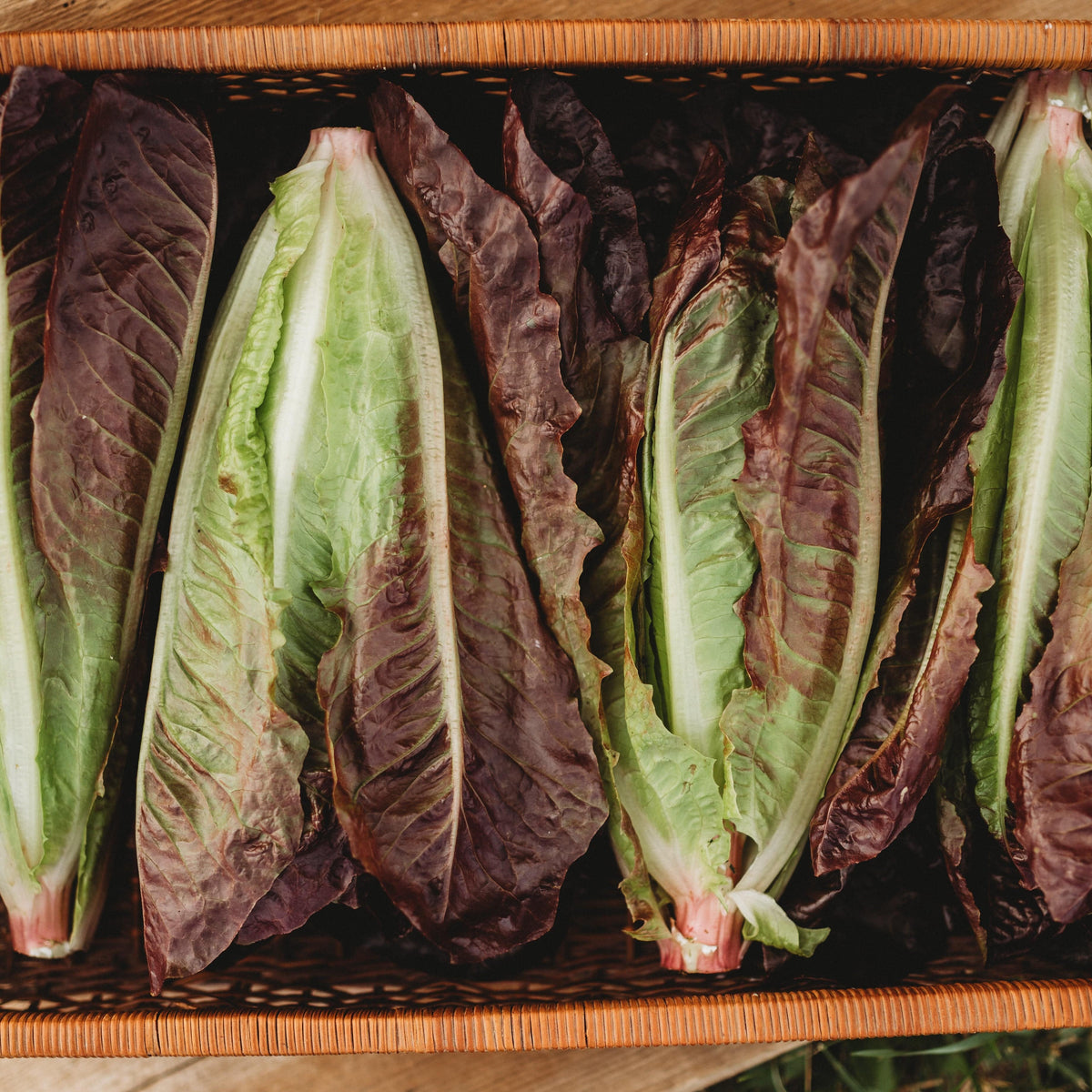 Red Romaine Lettuce