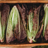 Red Romaine Lettuce