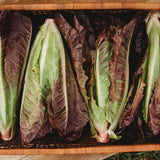Red Romaine Lettuce Seeds