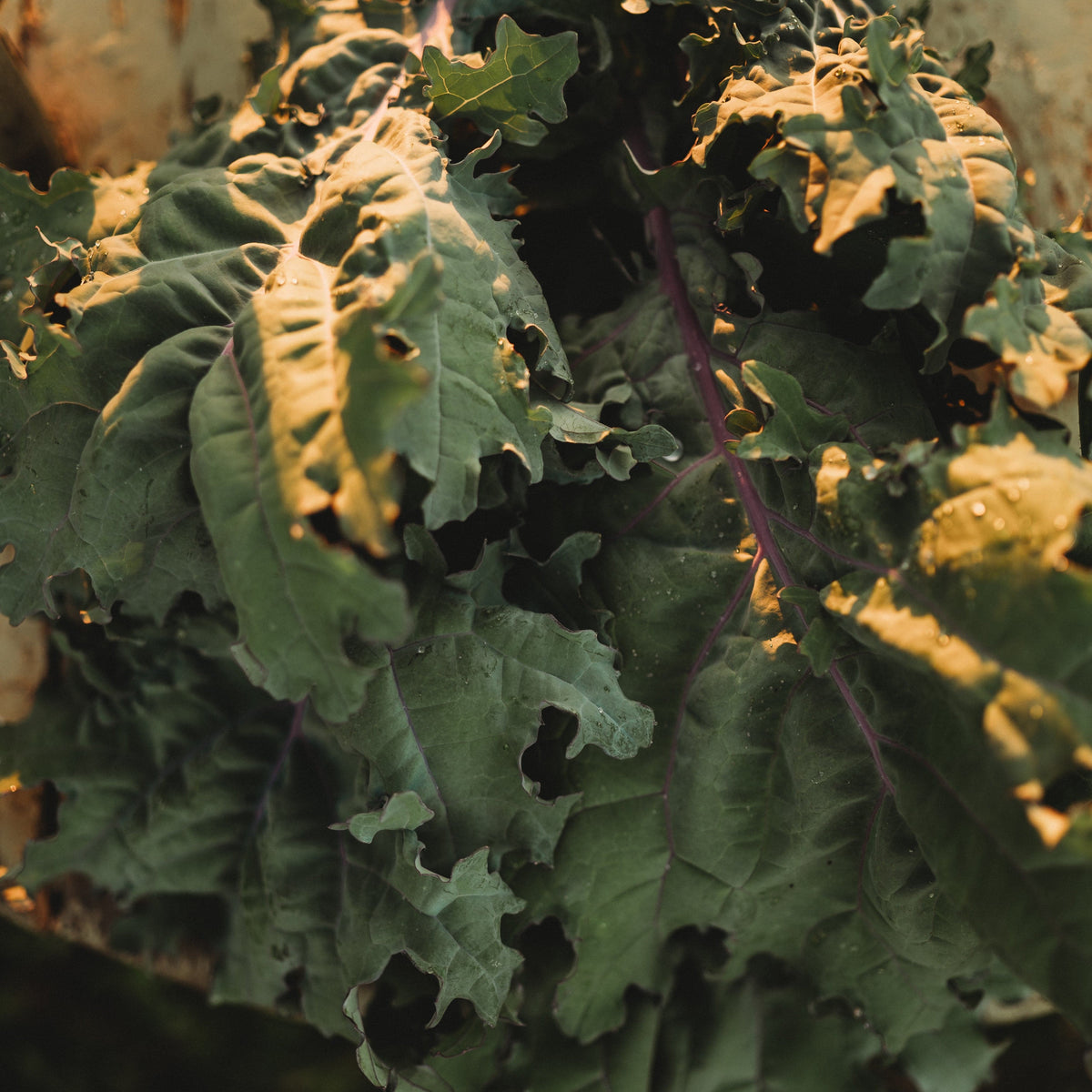 Red Russian Kale