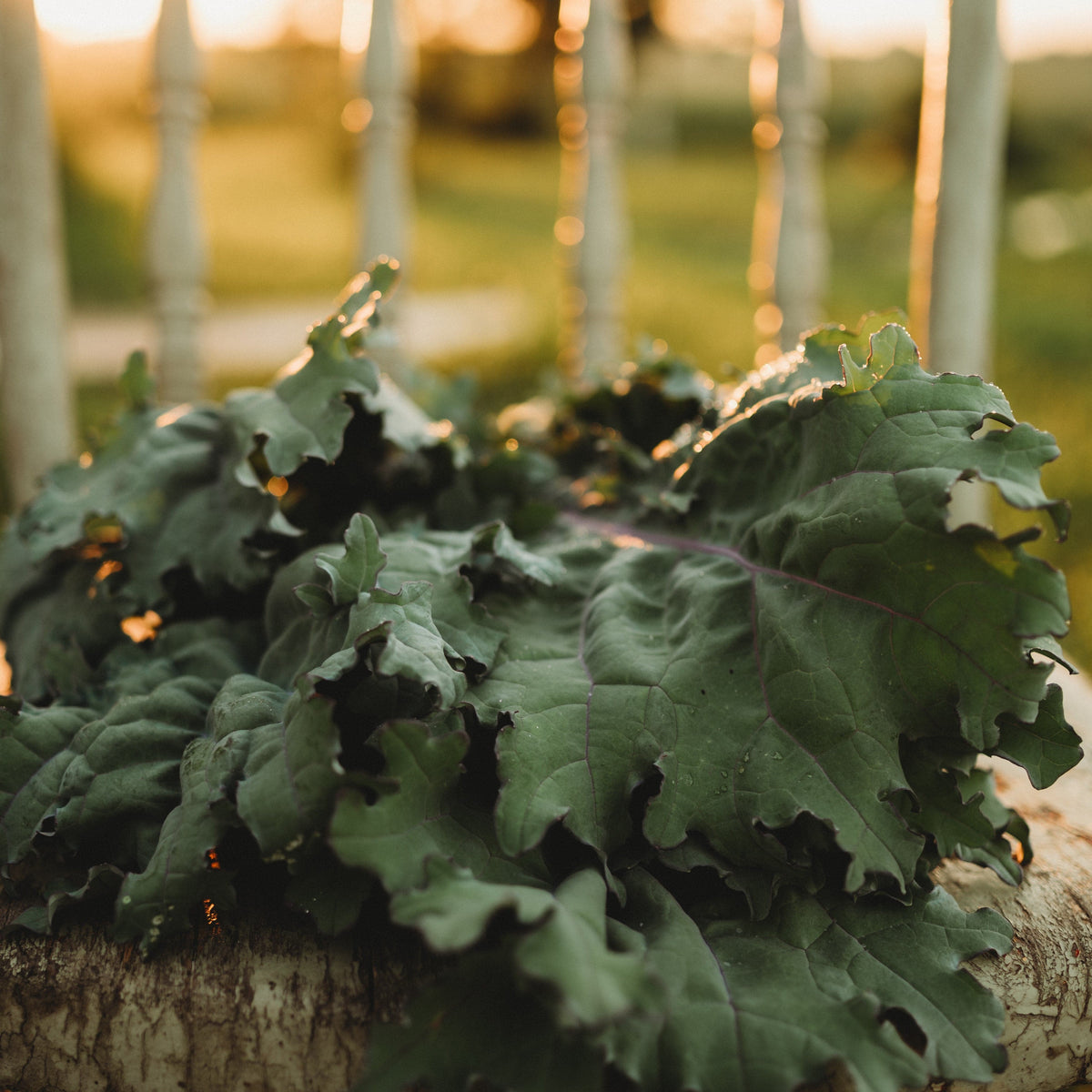 Red Russian Kale