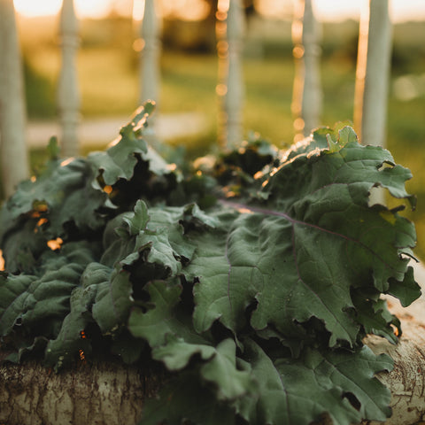 Red Russian Kale Seeds