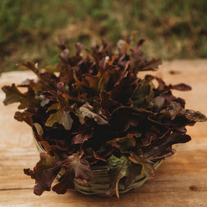 Red Salad Bowl Heirloom Leaf Lettuce