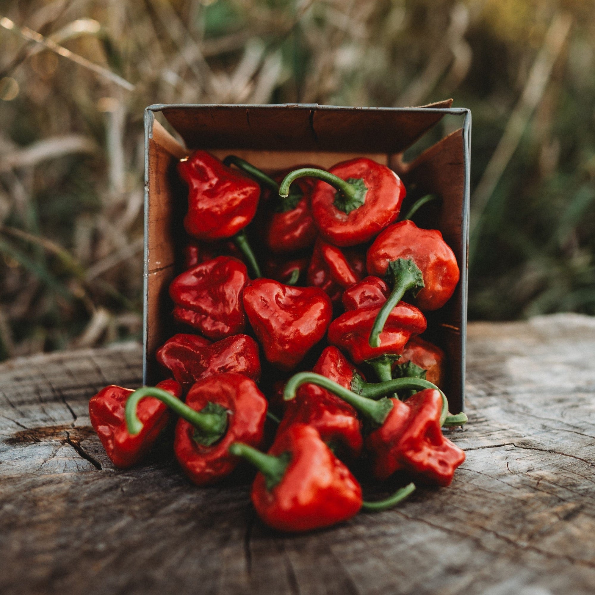 planting scotch bonnet pepper seeds Red Scotch Bonnet Pepper