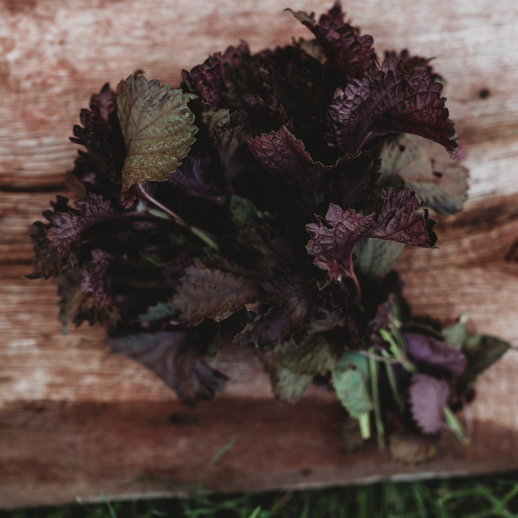 shiso plant indoors Red Shiso