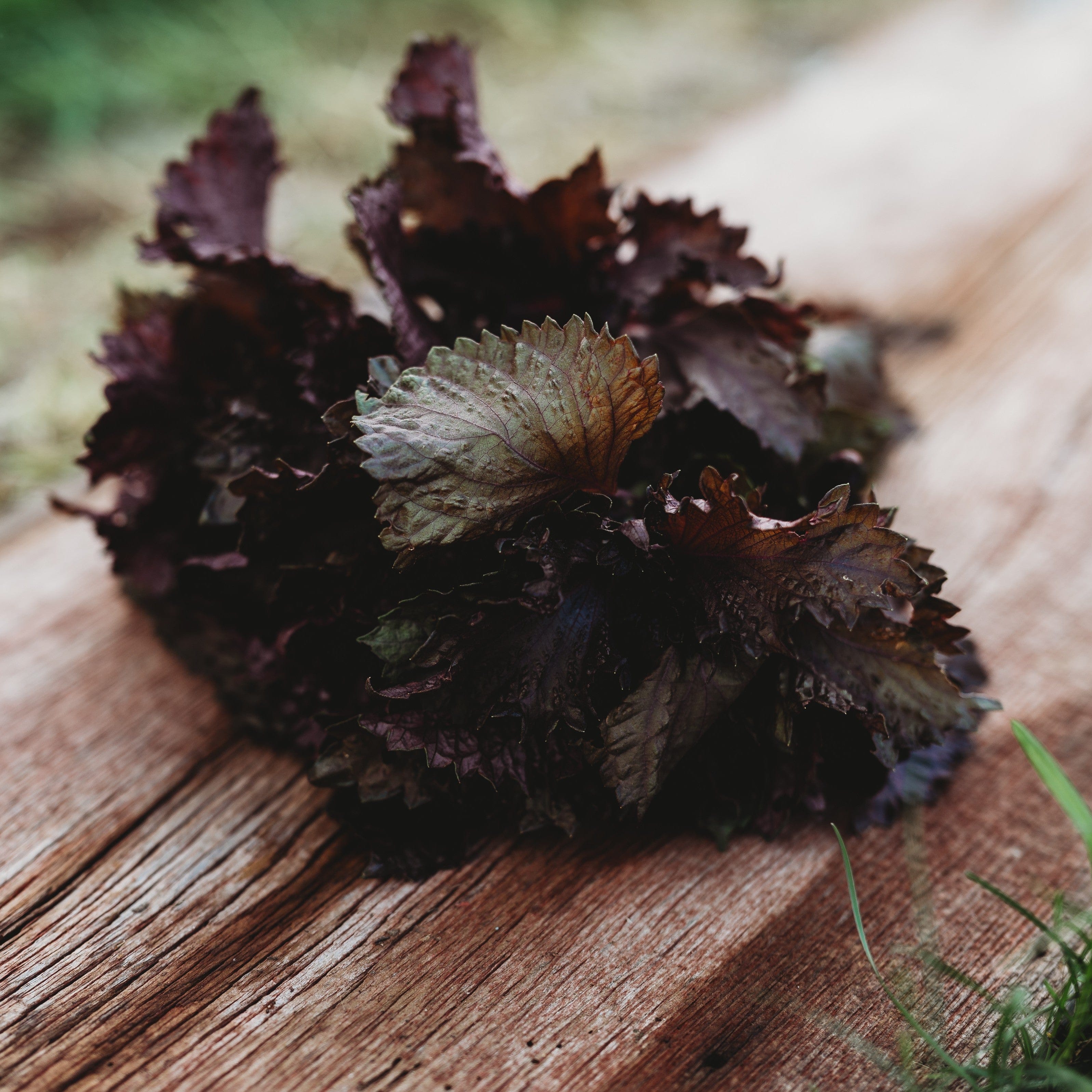 Red Shiso - Thresh Seed Co.