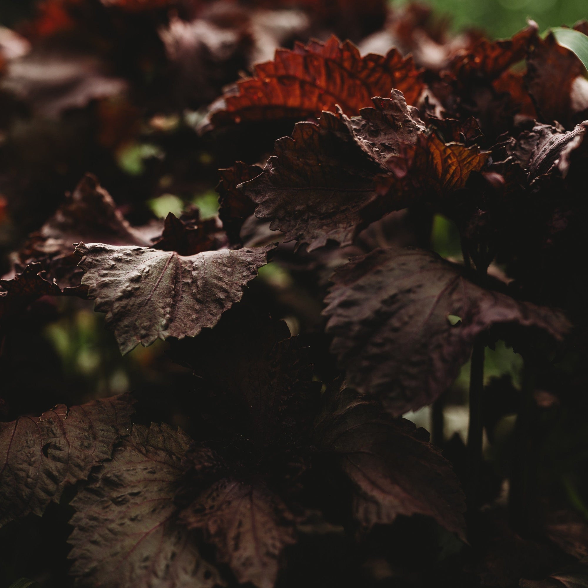 plant shiso seeds Red Shiso