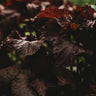 Red Shiso