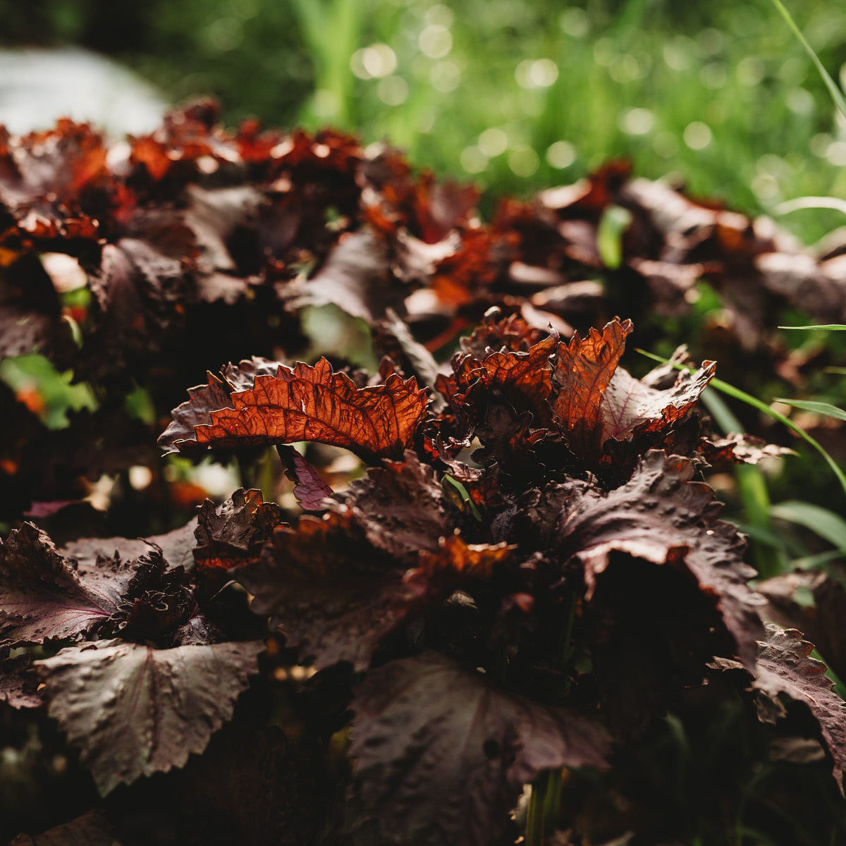 Red Shiso