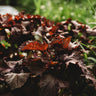 Red Shiso