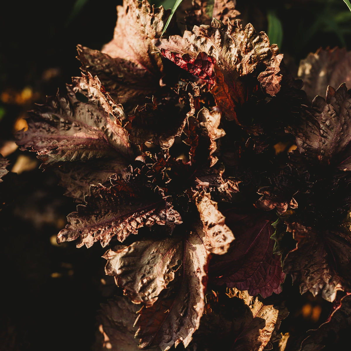 Red Shiso