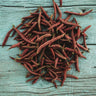 Red Swan Bush Bean