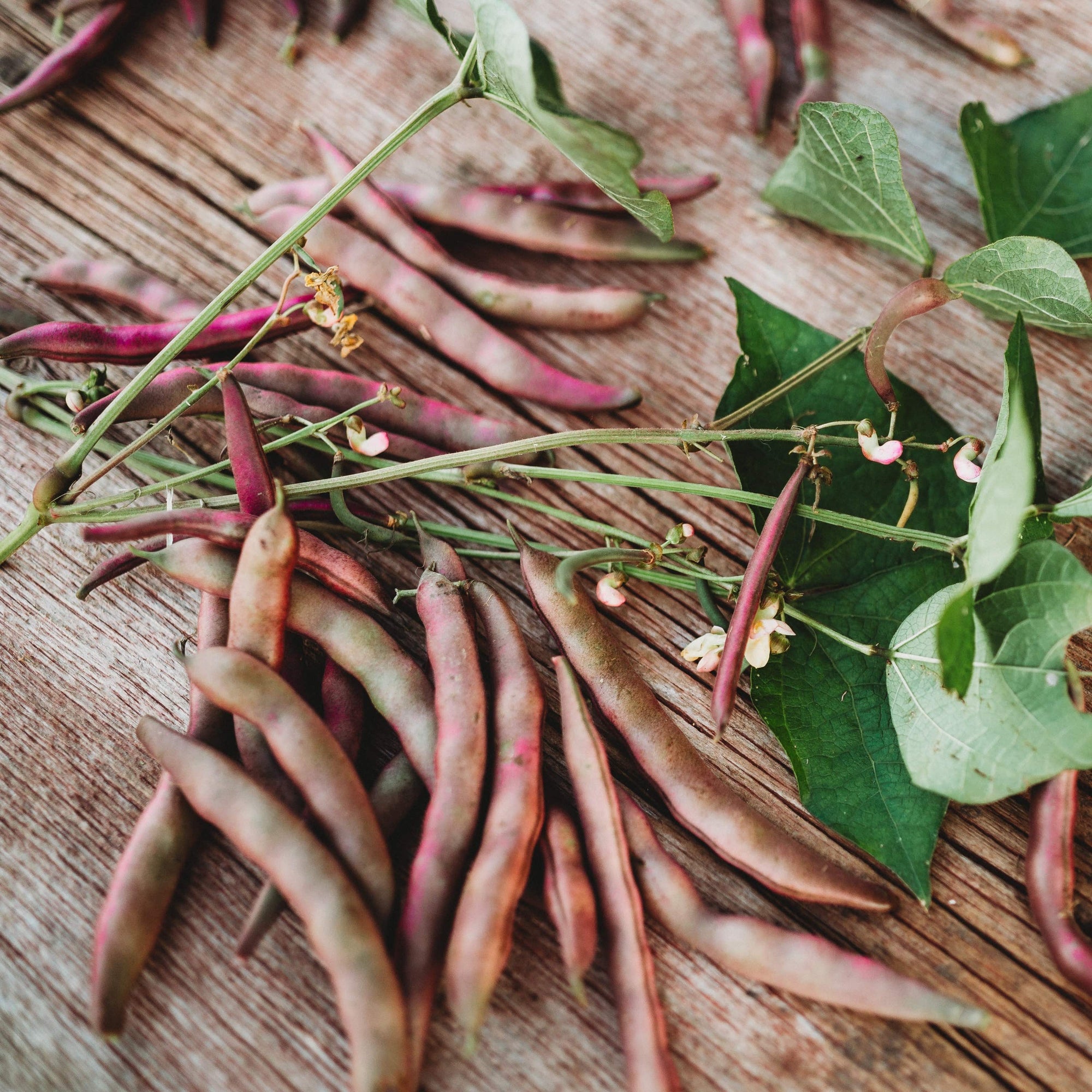 red beans seeds for planting Red Swan Bush Bean