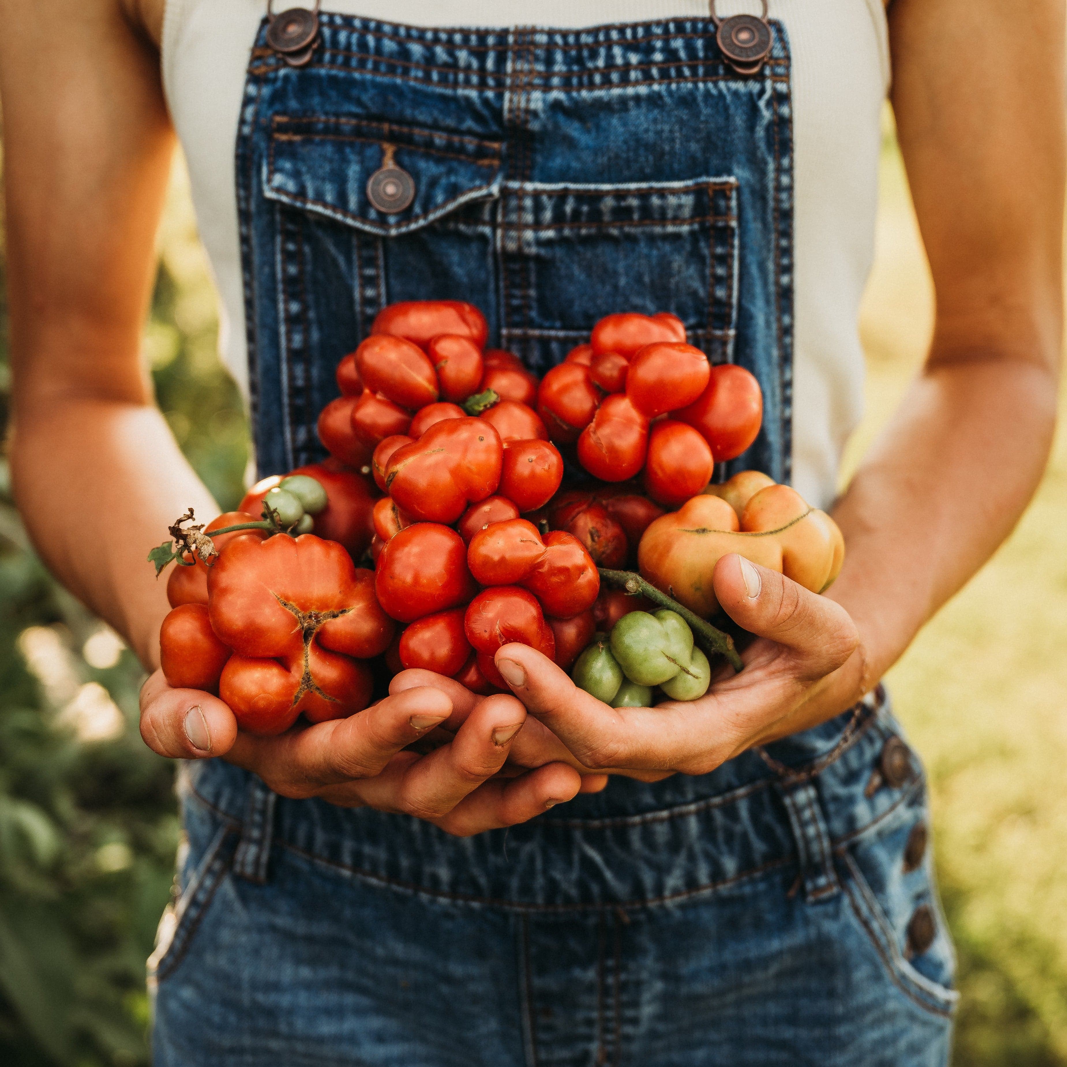 Reisetomate Traveler Tomato - Thresh Seed Co.