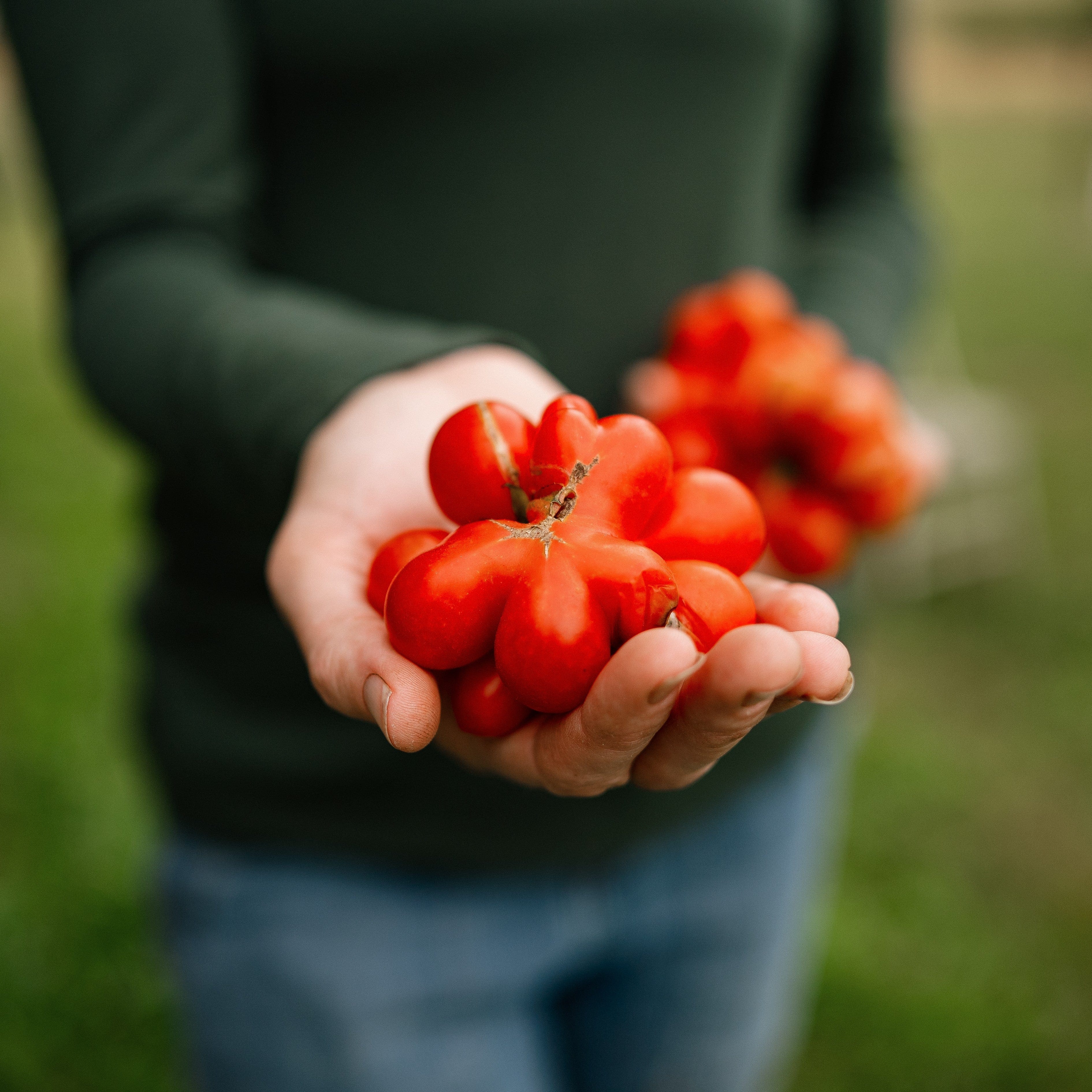 Reisetomate Traveler Tomato - Thresh Seed Co.