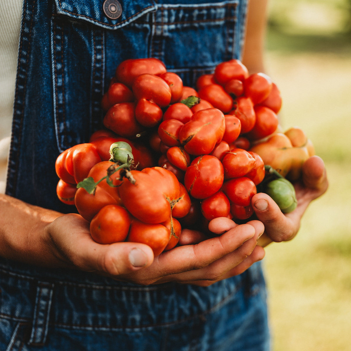 Reisetomate Traveler Tomato