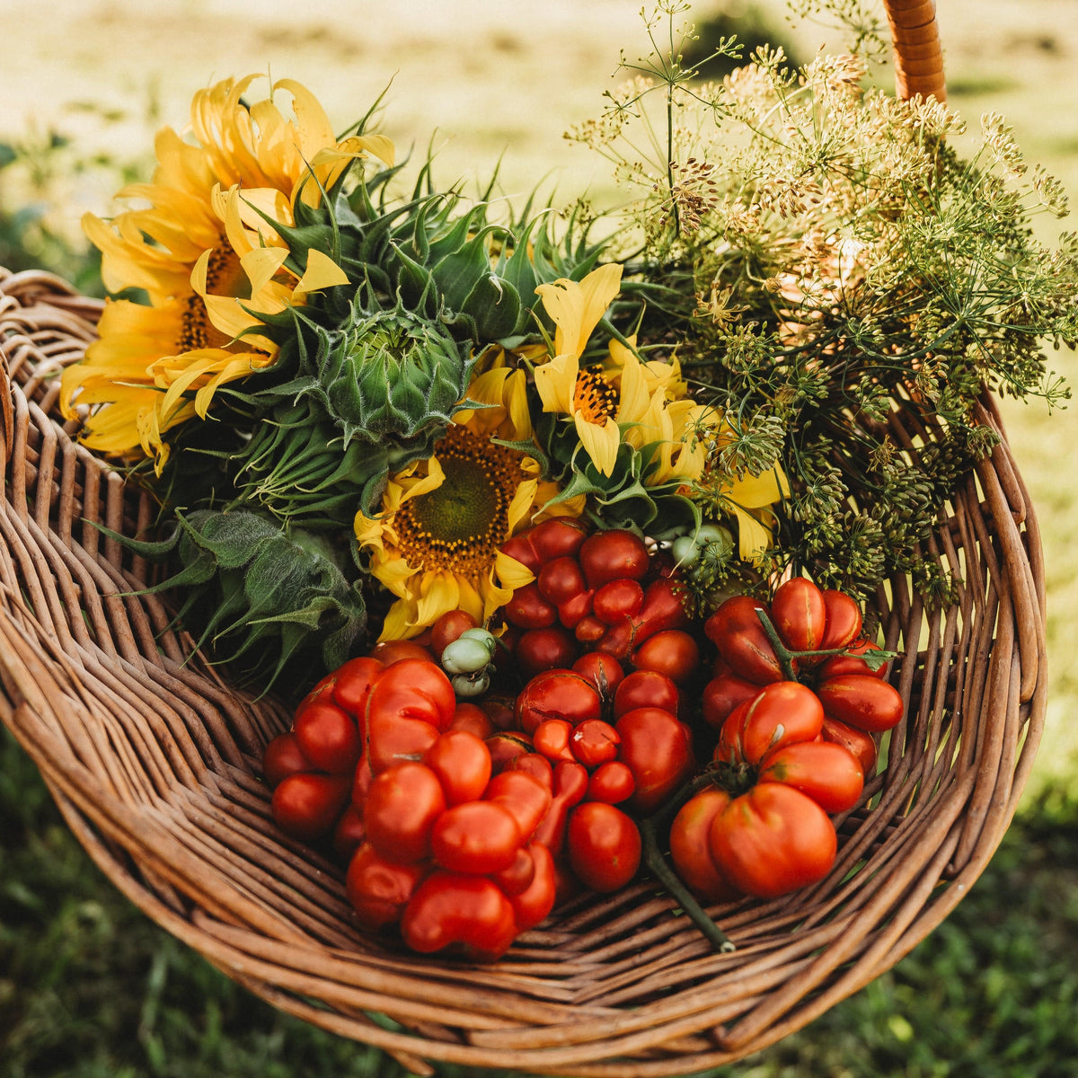 Reisetomate Traveler Tomato