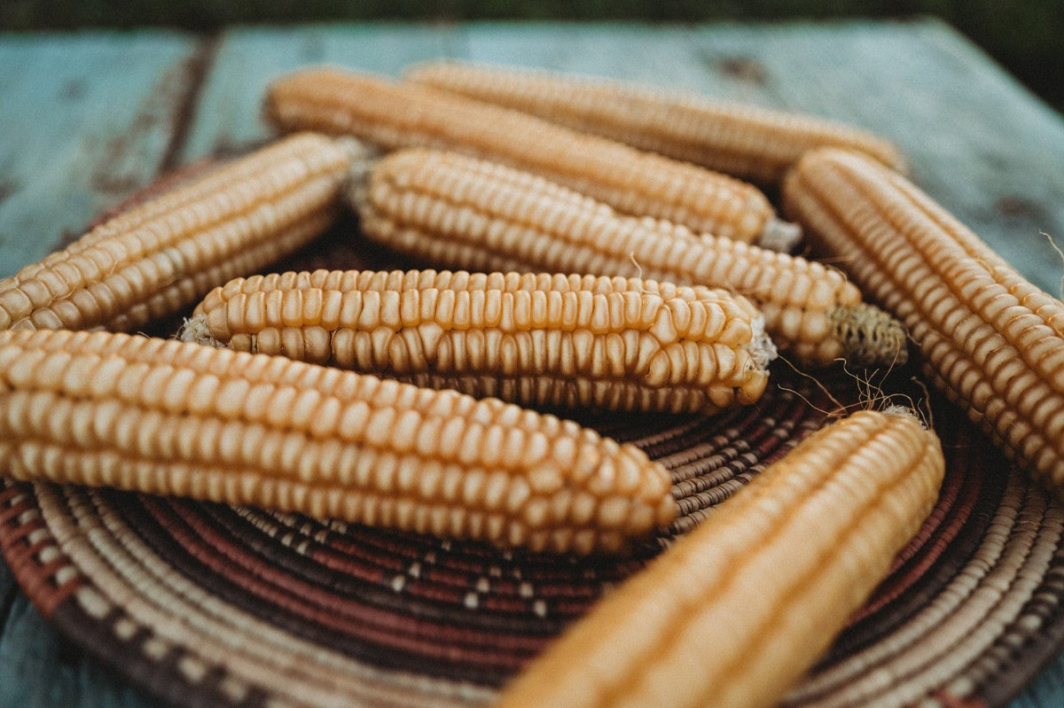 Rhode Island White Cap Flint Corn