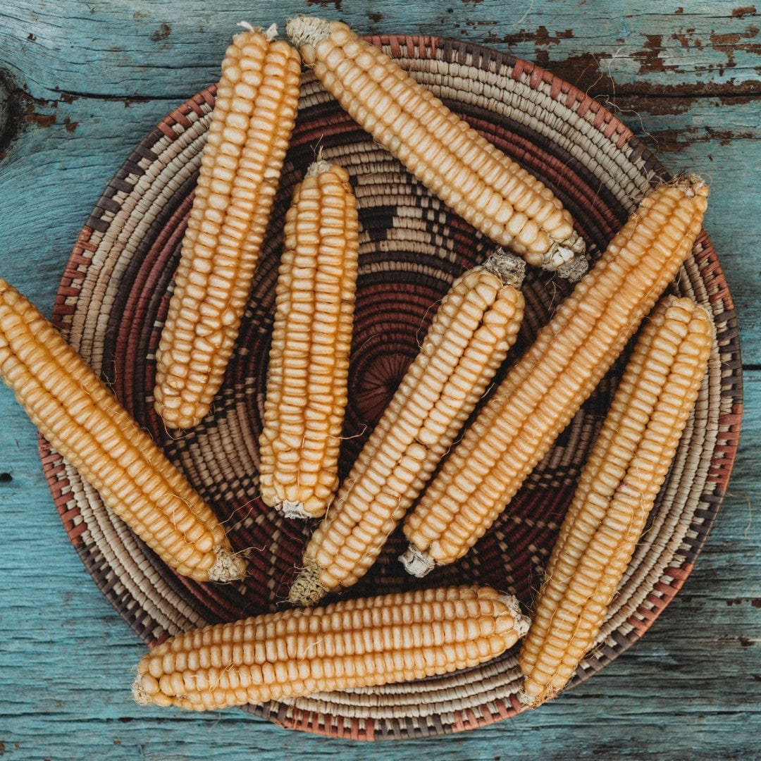 Rhode Island White Cap Flint Corn