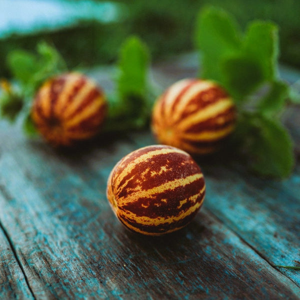 Shop our products - Thresh Seed Co.