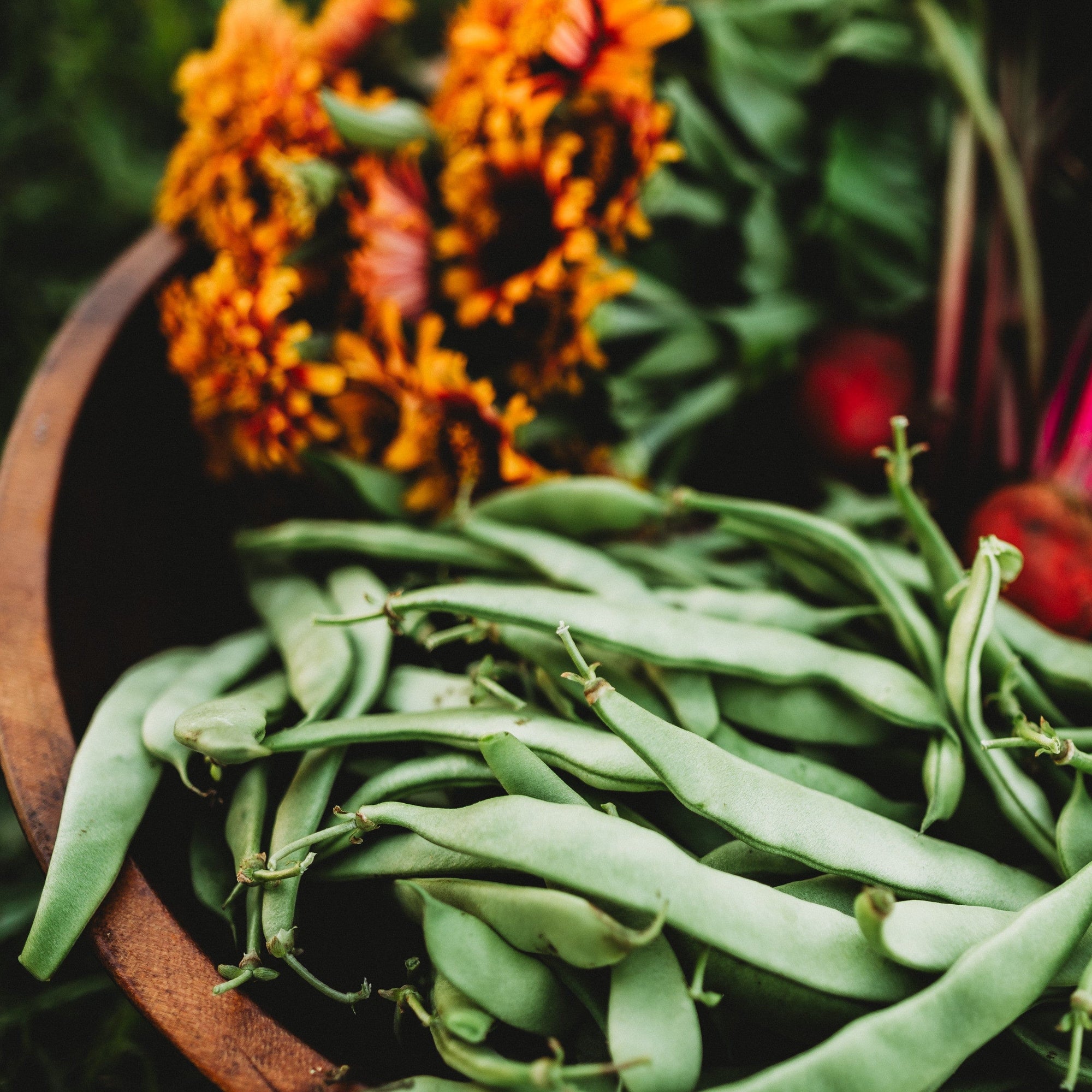 green beans seeds for planting Roma II Bean, Packet (50 Seeds)