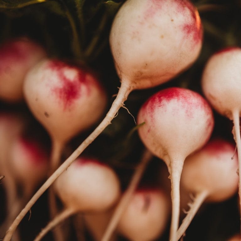 Roodkopje aka &quot;Read Head&quot; Radish