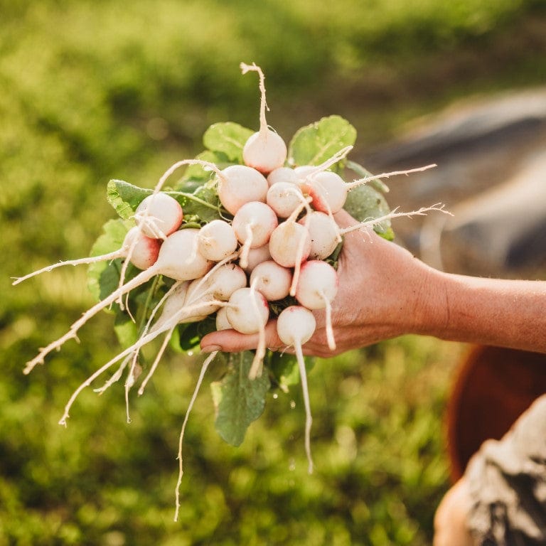 Roodkopje aka "Read Head" Radish