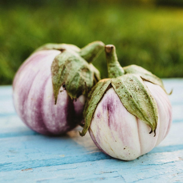 rosa bianca eggplant seeds Rosa Bianca Eggplant