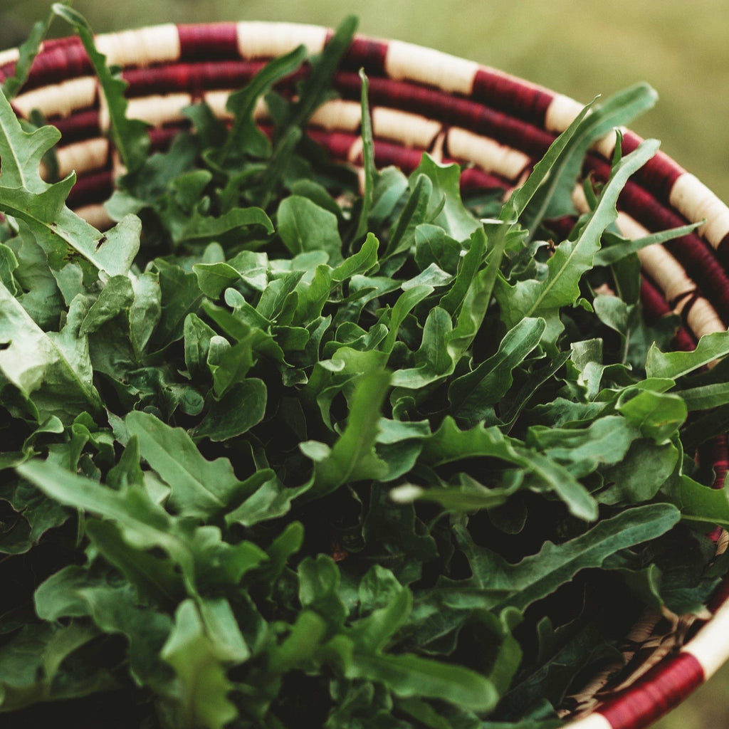 Royal Oakleaf Heirloom Lettuce Seeds