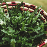 Royal Oakleaf Heirloom Lettuce Seeds