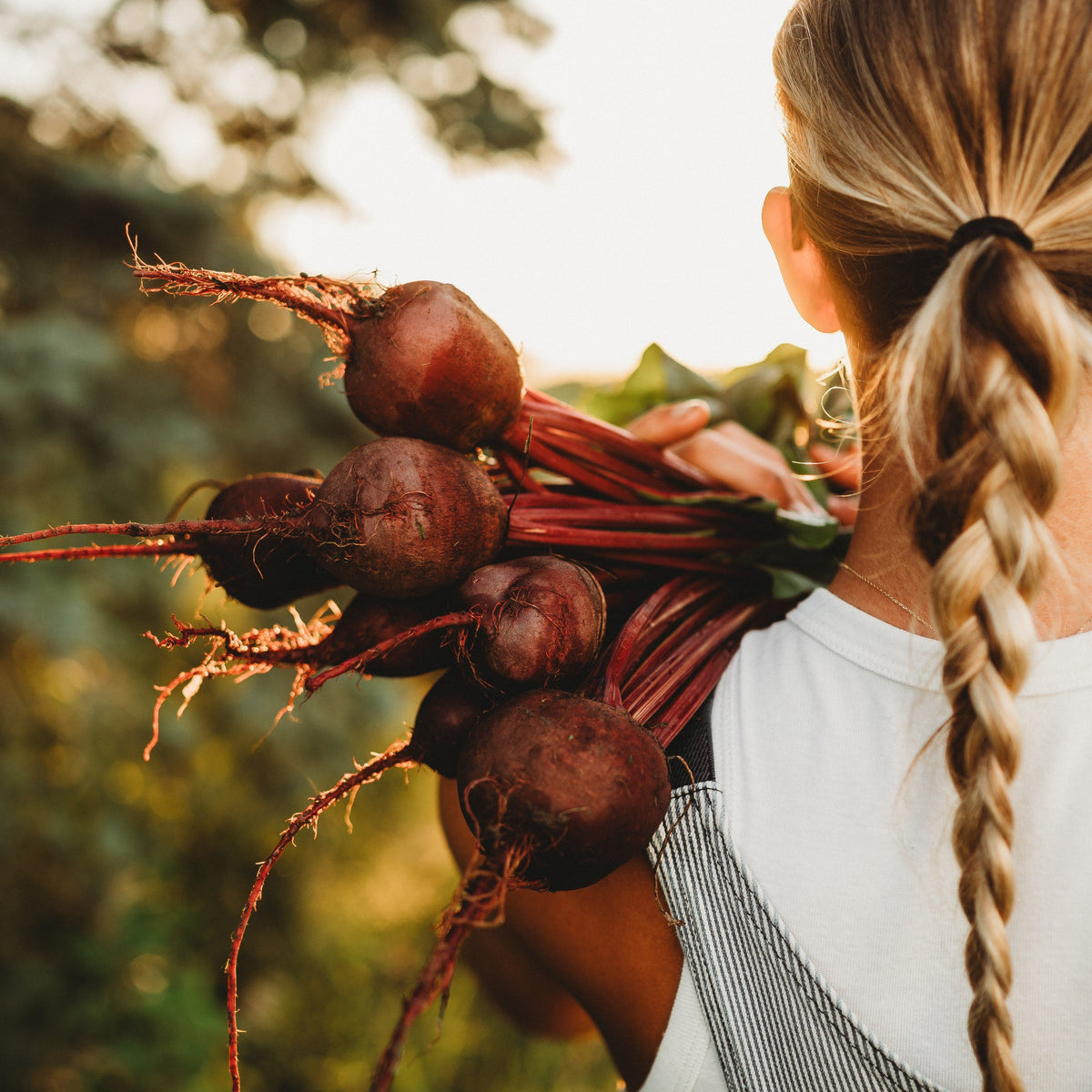 Ruby Queen Beet