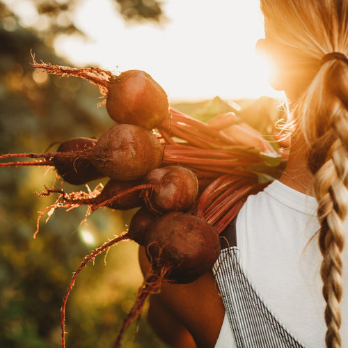 Heirloom Beet Varieties - Thresh Seed Co.