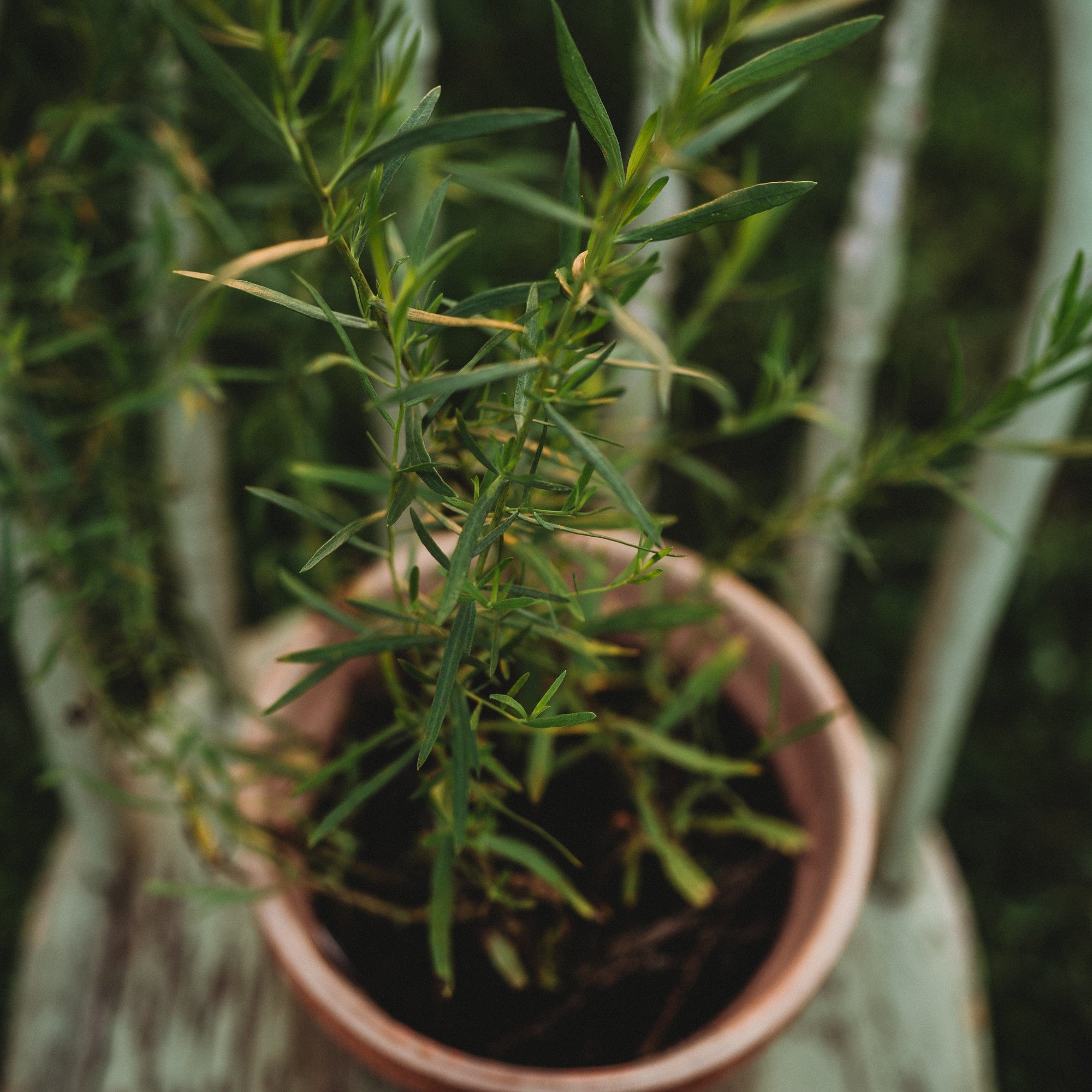 tarragon seeds for planting Russian Tarragon, Packet (250 Seeds)