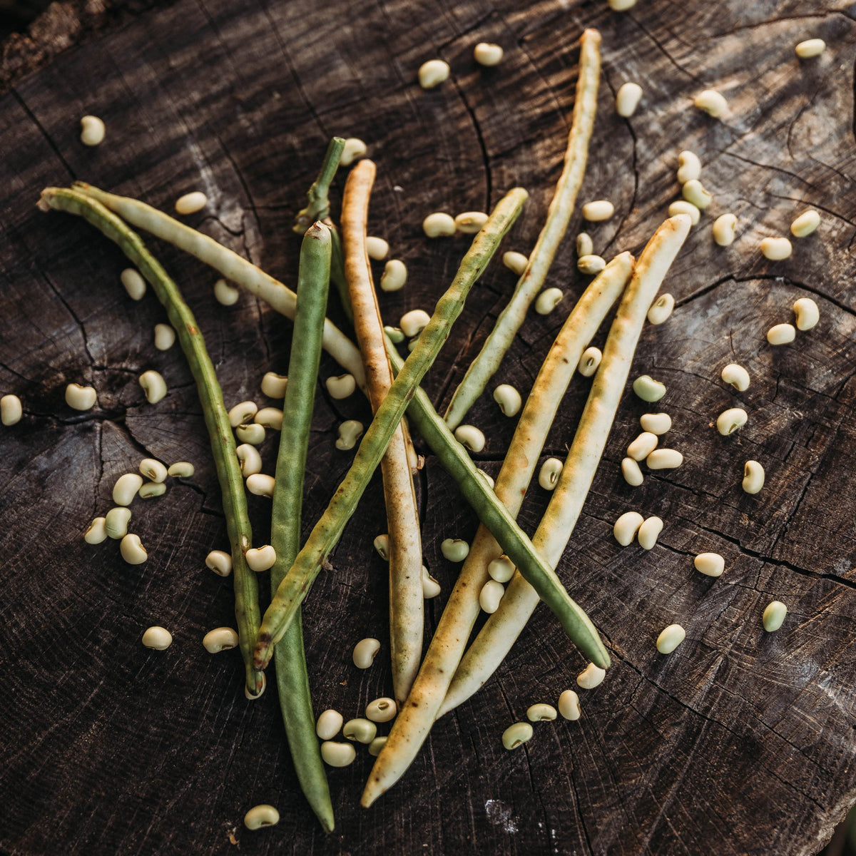 Sadandy (Sa Dandy) Southern Pea