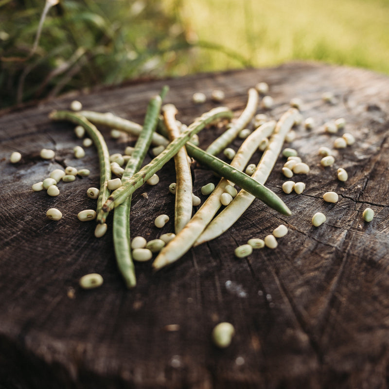 Sadandy (Sa Dandy) Southern Pea