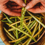 Sadandy (Sa Dandy) Southern Pea Seeds
