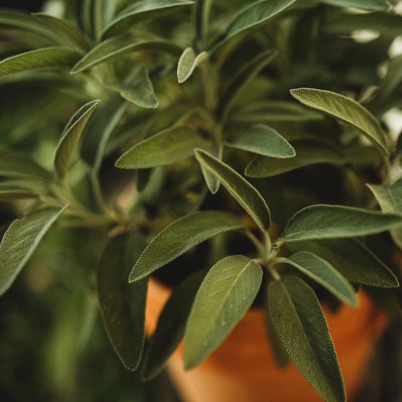 Sage, Broadleaf