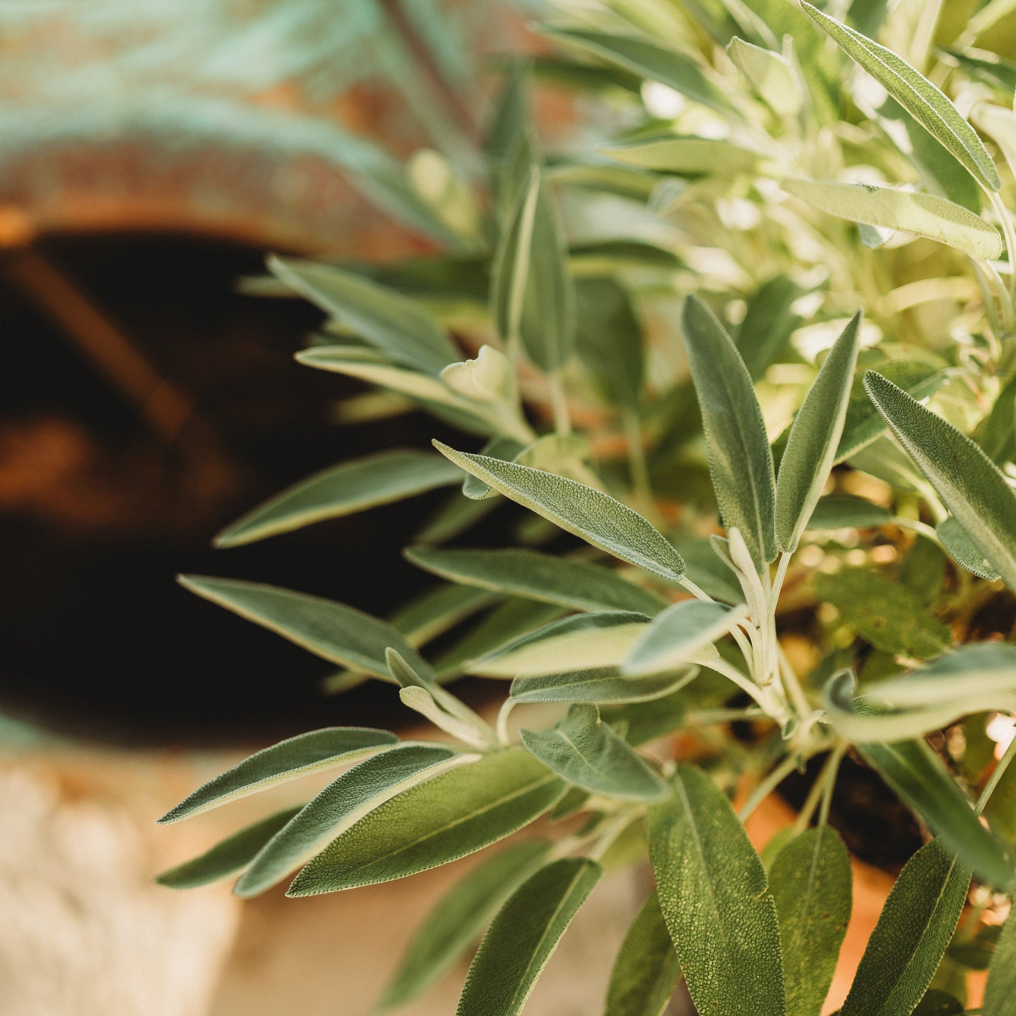 sage plant from seed Sage, Broadleaf